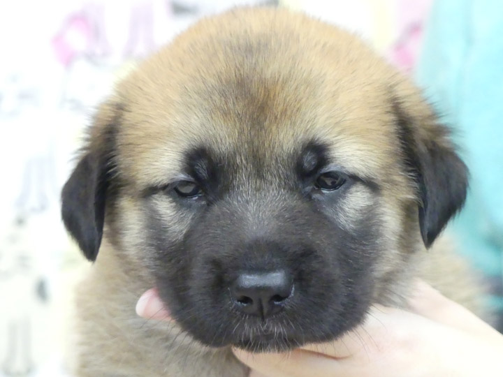 chinook puppy